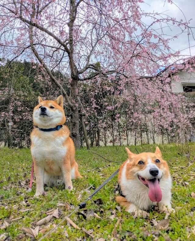 ワン博フェスのイメージ画像
