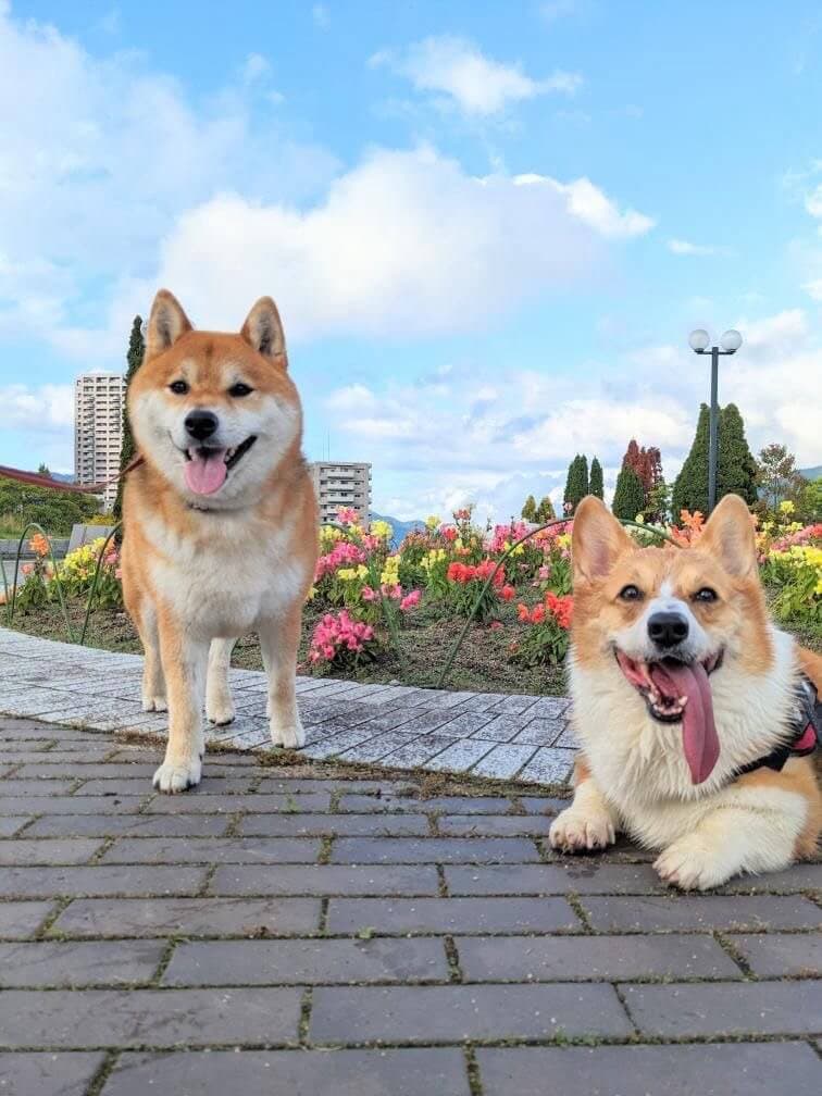 犬との毎日をもっと楽しく