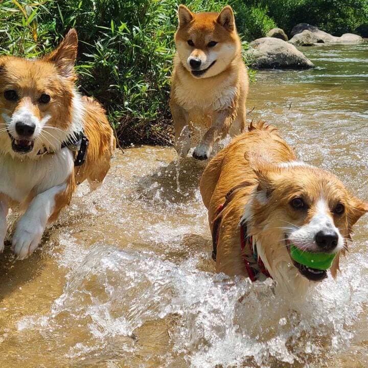 犬との思い出をつくる場所