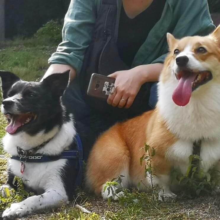 犬第一主義