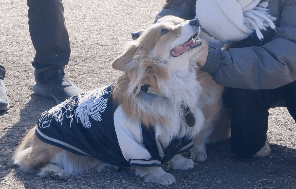 犬と人の心温まる交流
