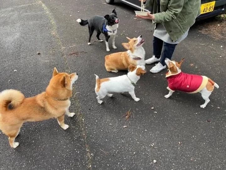 柴犬やコーギーなど複数の犬が飼い主を囲んでおやつを待っている様子