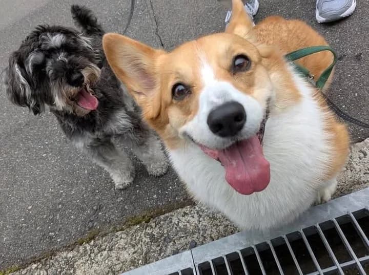 コーギーと小型犬が並んでカメラを見つめている様子
