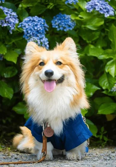 ワン博フェスの会長犬おとち